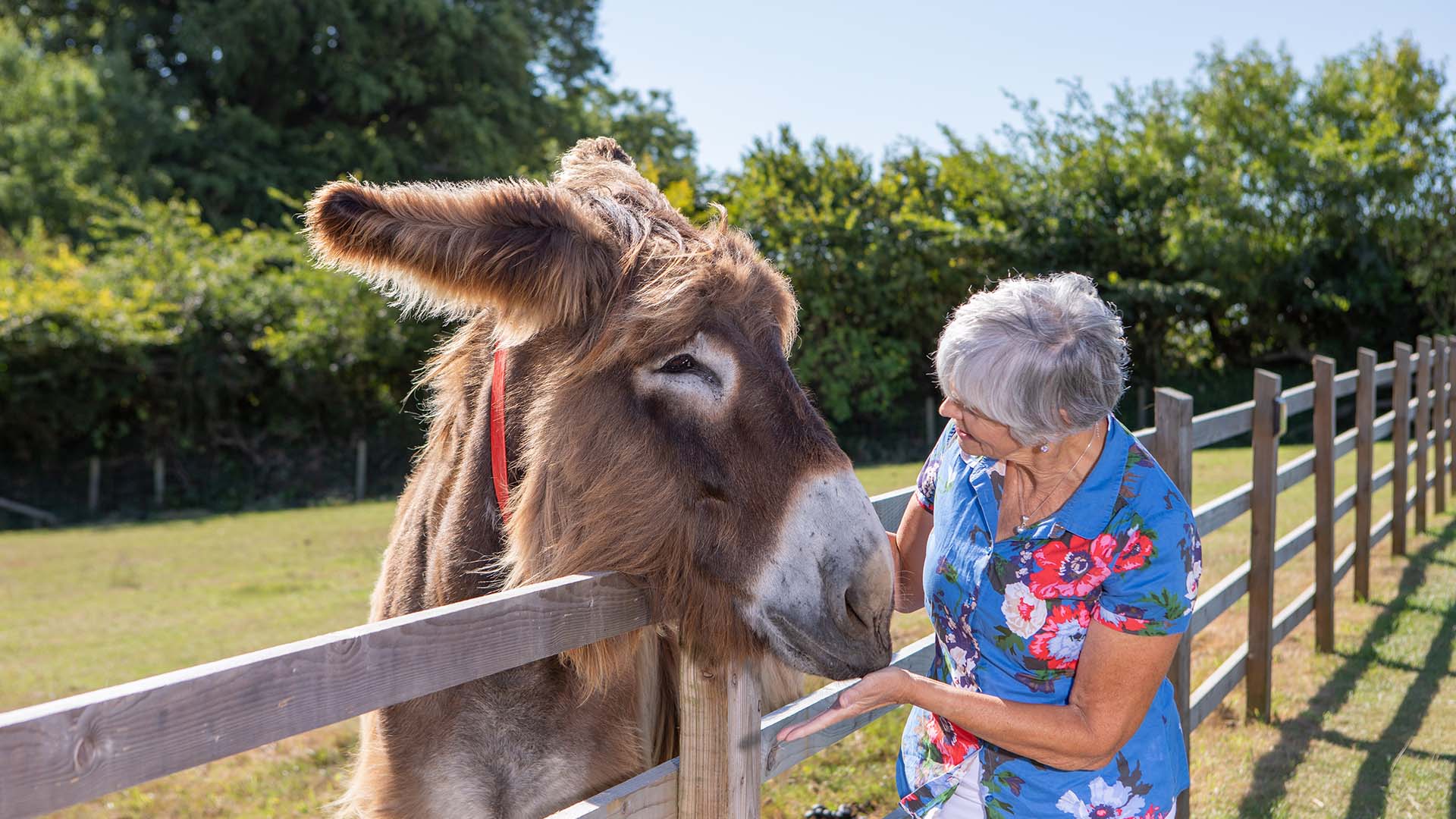 Dartanyan and a legator looking at each other across a fence at The Donkey Sanctuary Sidmouth